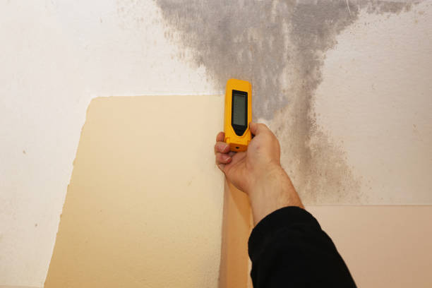 Best Forensic Mold Investigation  in Clarkton, MO