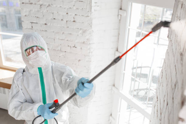 Best Water Damage & Mold Remediation  in Clarkton, MO