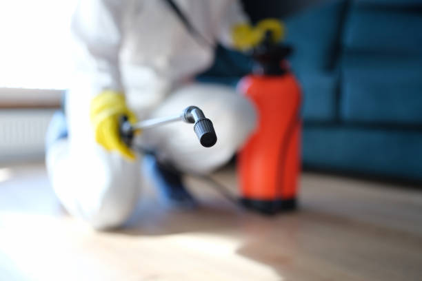 Best Mold Removal for HVAC Installations  in Clarkton, MO