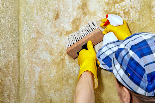 Best Real Estate Mold Inspection  in Clarkton, MO