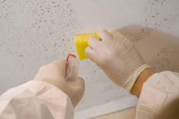 Best Basement Mold Removal  in Clarkton, MO
