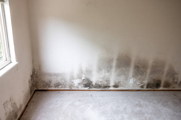 Best Environmental Consulting for Mold Prevention  in Clarkton, MO