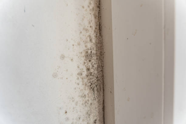 Best Crawl Space Mold Remediation  in Clarkton, MO